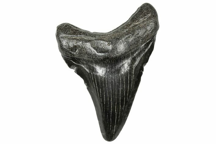 Juvenile Megalodon Tooth - South Carolina #321420